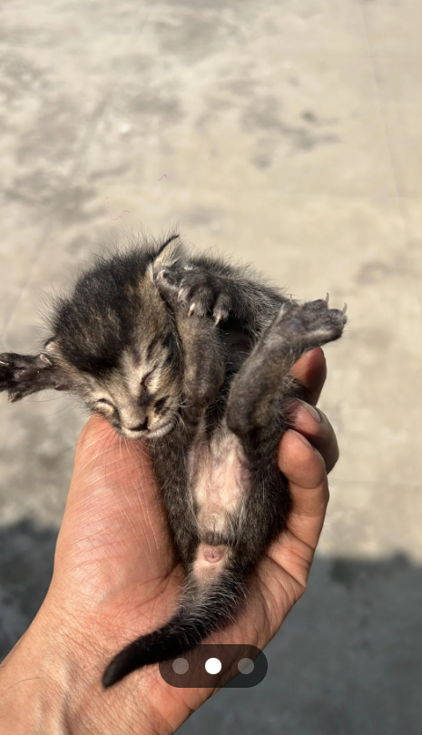 Cheezburger Image 10615400192