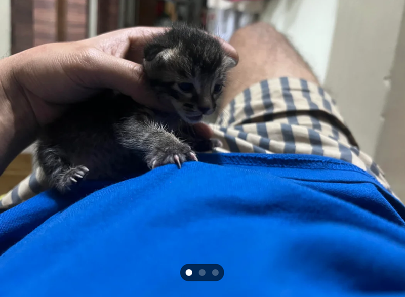 Cheezburger Image 10615400448