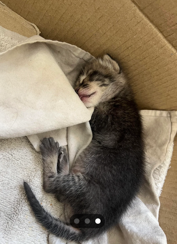 Cheezburger Image 10615400960