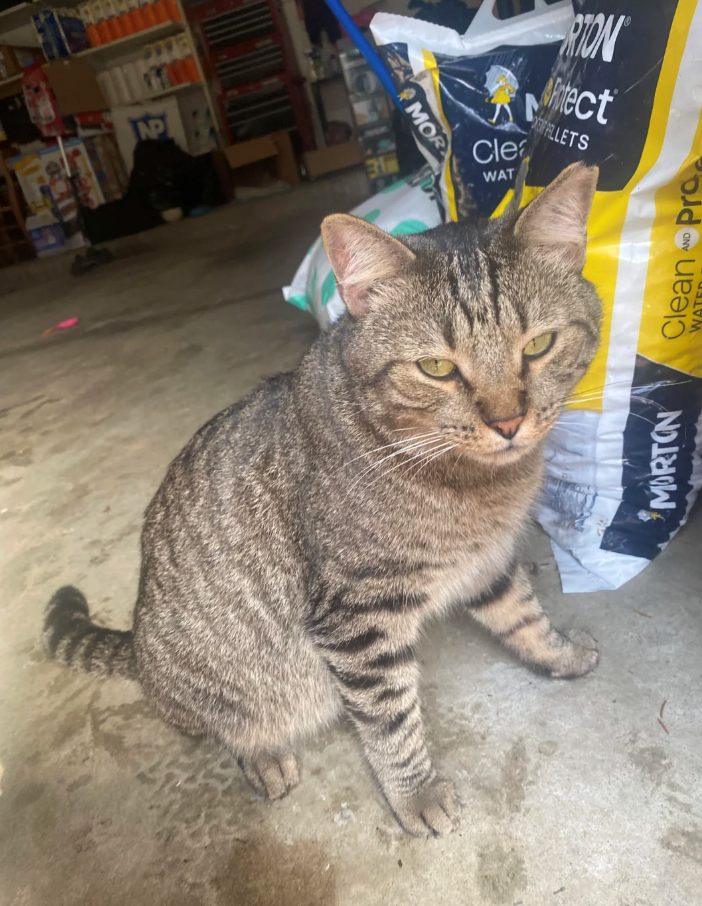 石碗 MOR Clea WAT RION Potect PELLETS MORTON Clean Pro AND