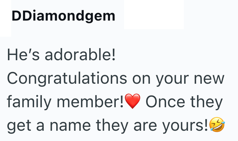 DDiamondgem He's adorable! Congratulations on your new family member! Once they get a name they are yours!