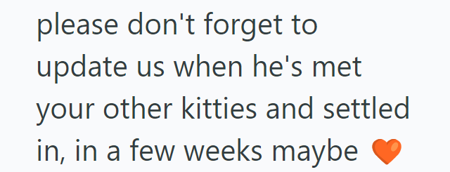 please don't forget to update us when he's met your other kitties and settled in, in a few weeks maybe