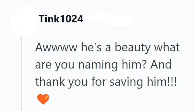 Tink1024 Awwww he's a beauty what are you naming him? And thank you for saving him!!!!