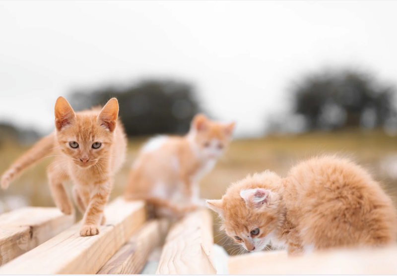 Cheezburger Image 10615411968