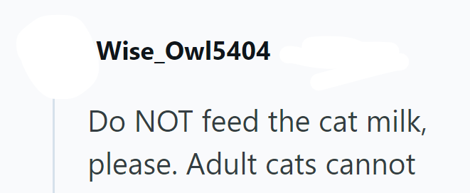 Wise Owl5404 Do NOT feed the cat milk, please. Adult cats cannot