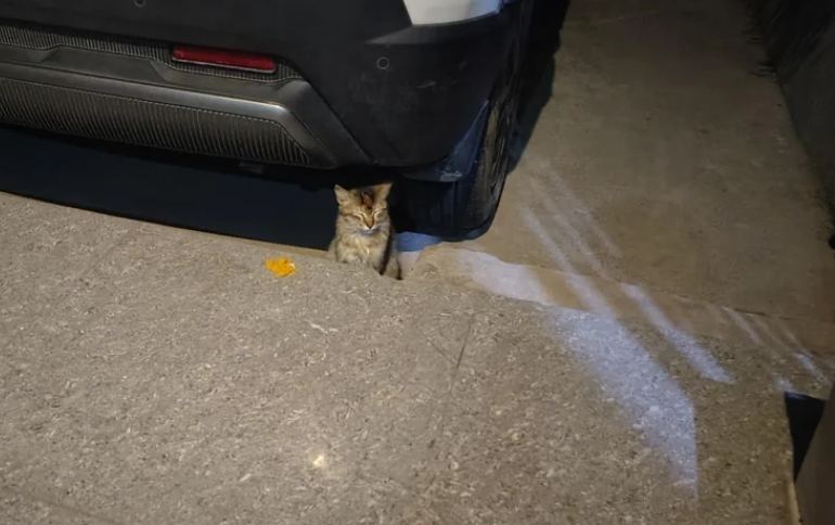 Cheezburger Image 10615418112