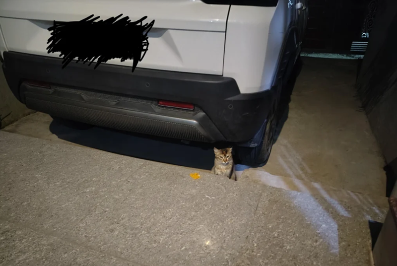 Cheezburger Image 10615418368