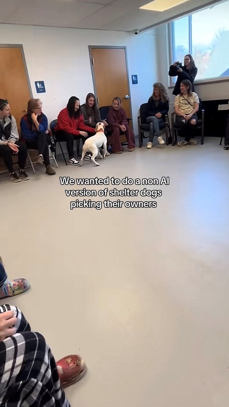 11 & We wanted to do a non Al version of shelter dogs picking their owners