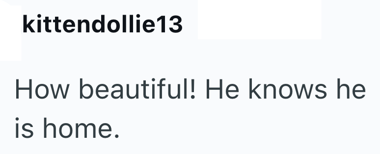 kittendollie13 How beautiful! He knows he is home.