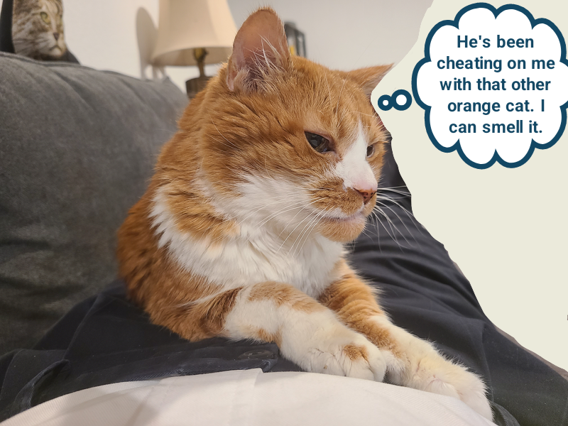 Cheezburger Image 10615430144