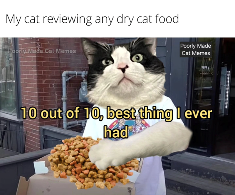 My cat reviewing any dry cat food Poorly Made Cat Memes Poorly Made Cat Memes 10 out of 10, best thing I ever had