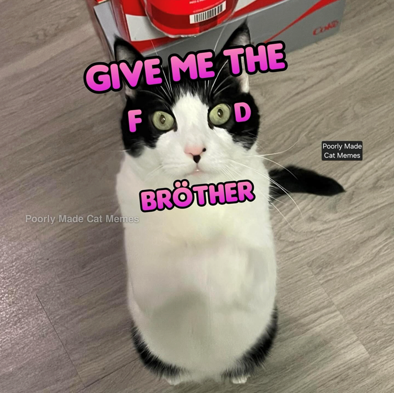 GIVE ME THE Poorly Made Cat Memes FOROD BRÖTHER Col Poorly Made Cat Memes