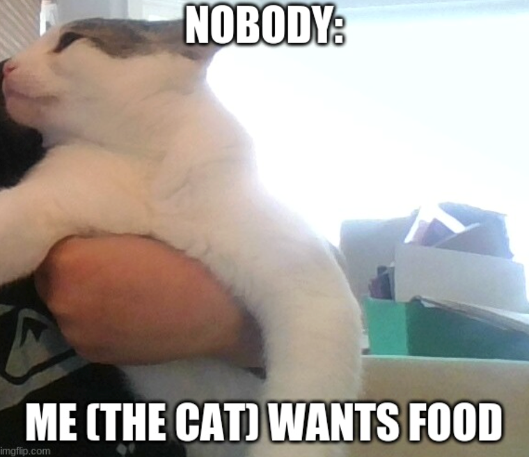NOBODY: ME (THE CAT) WANTS FOOD imgflip.com