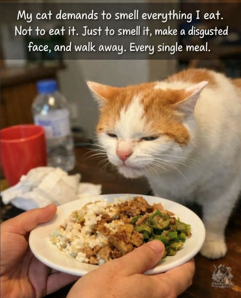 My cat demands to smell everything I eat. Not to eat it. Just to smell it, make a disgusted face, and walk away. Every single meal. CAT OVERLORDS