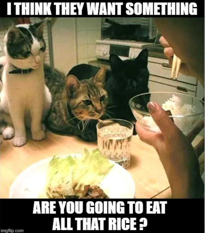 I THINK THEY WANT SOMETHING imgflip.com ARE YOU GOING TO EAT ALL THAT RICE?