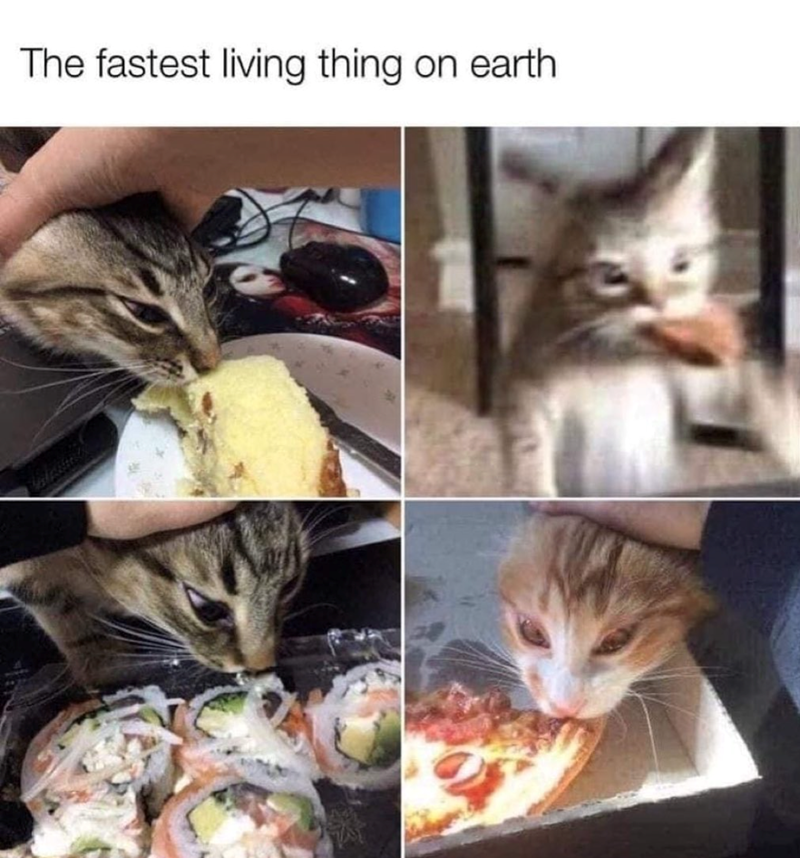 The fastest living thing on earth