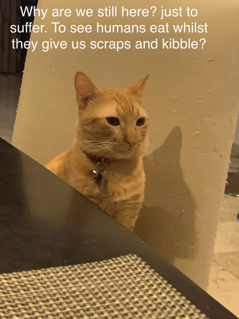 Why are we still here? just to suffer. To see humans eat whilst they give us scraps and kibble?