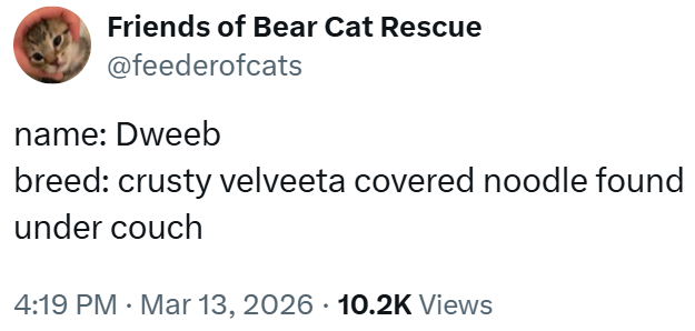 Friends of Bear Cat Rescue @feederofcats name: Dweeb breed: crusty velveeta covered noodle found under couch 4:19 PM · Mar 13, 2026 10.2K Views