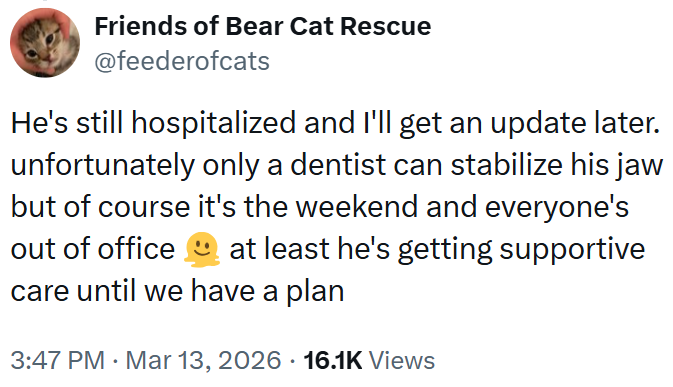 Friends of Bear Cat Rescue @feederofcats He's still hospitalized and I'll get an update later. unfortunately only a dentist can stabilize his jaw but of course it's the weekend and everyone's out of office at least he's getting supportive care until we have a plan 3:47 PM Mar 13, 2026 16.1K Views