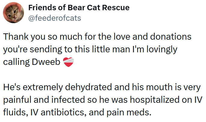 Friends of Bear Cat Rescue @feederofcats Thank you so much for the love and donations you're sending to this little man I'm lovingly calling Dweeb He's extremely dehydrated and his mouth is very painful and infected so he was hospitalized on IV fluids, IV antibiotics, and pain meds.