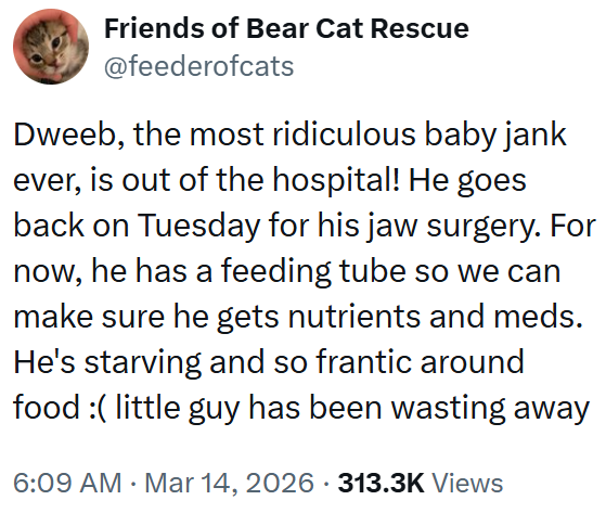 Friends of Bear Cat Rescue @feederofcats Dweeb, the most ridiculous baby jank ever, is out of the hospital! He goes back on Tuesday for his jaw surgery. For now, he has a feeding tube so we can make sure he gets nutrients and meds. He's starving and so frantic around food :( little guy has been wasting away 6:09 AM · Mar 14, 2026 313.3K Views