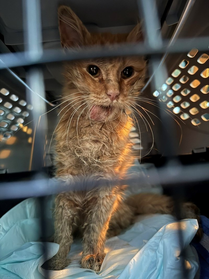 Cheezburger Image 10615444992