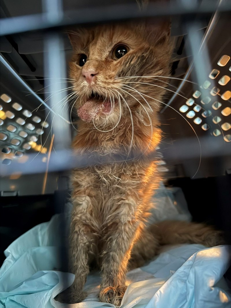 Cheezburger Image 10615445248