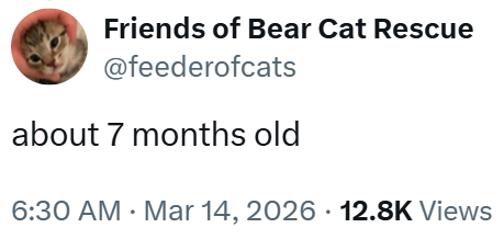 Friends of Bear Cat Rescue @feederofcats about 7 months old 6:30 AM Mar 14, 2026 12.8K Views