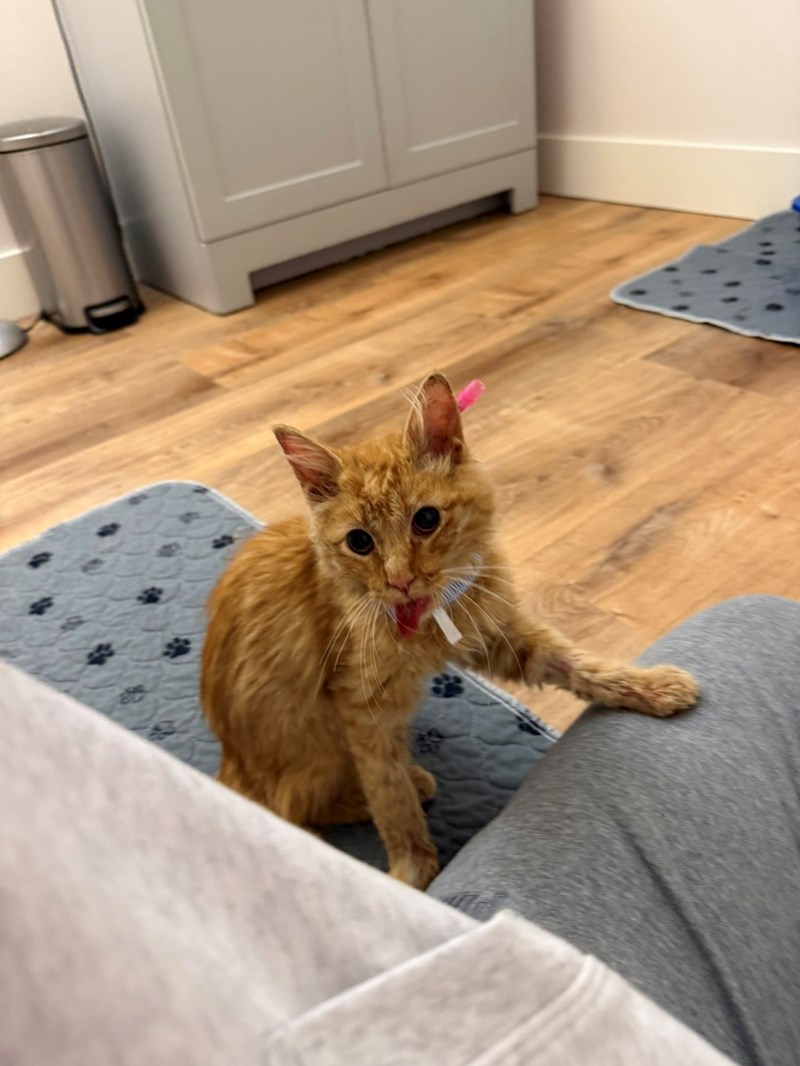 Cheezburger Image 10615445760