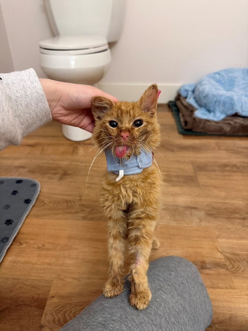 Cheezburger Image 10615446016