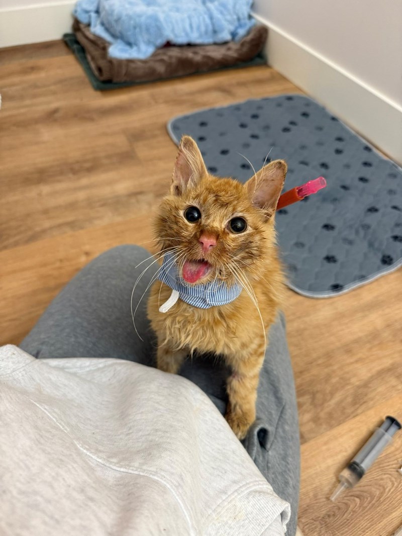 Cheezburger Image 10615446272