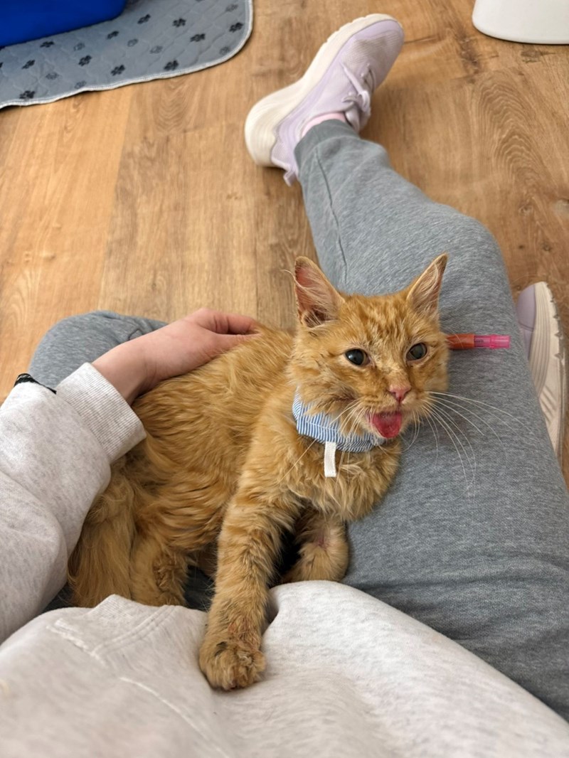 Cheezburger Image 10615447296