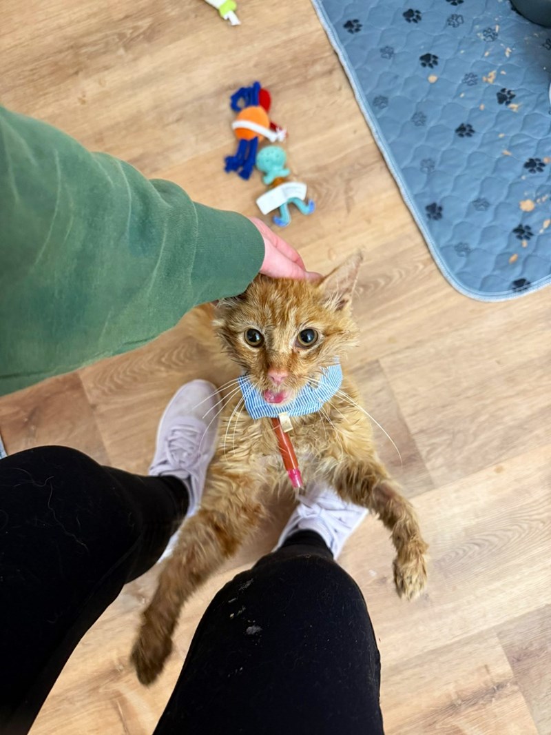 Cheezburger Image 10615447552