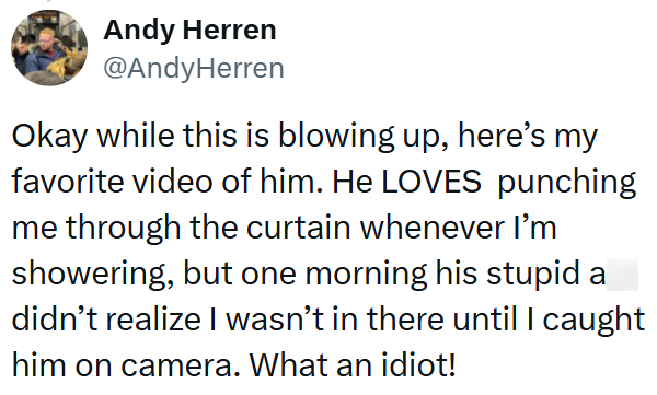 Andy Herren @AndyHerren Okay while this is blowing up, here's my favorite video of him. He LOVES punching me through the curtain whenever I'm showering, but one morning his stupid a didn't realize I wasn't in there until I caught him on camera. What an idiot!
