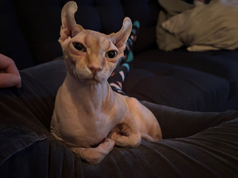 Cheezburger Image 10615449344