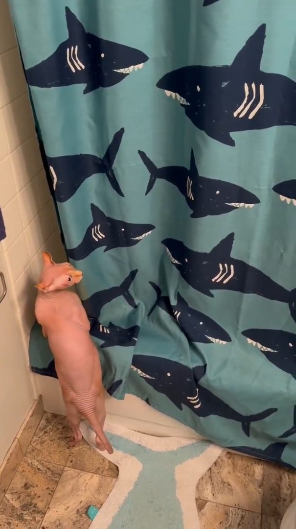 Cheezburger Image 10615453184