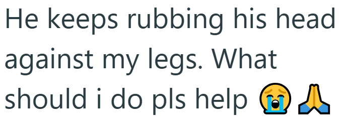He keeps rubbing his head against my legs. What should i do pls help A