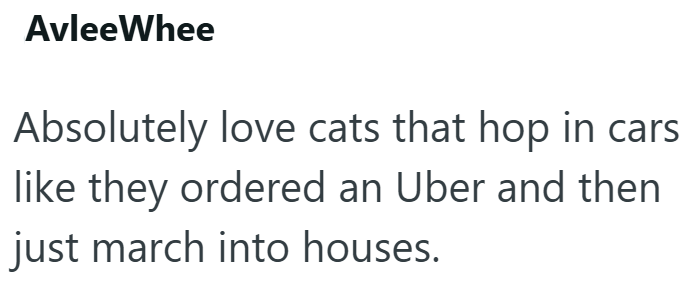 AvleeWhee Absolutely love cats that hop in cars like they ordered an Uber and then just march into houses.