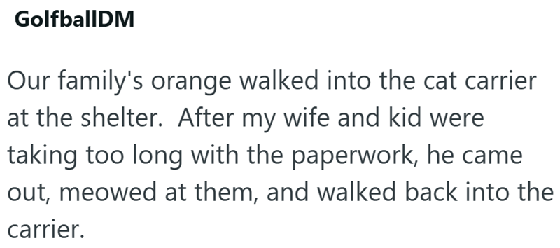 GolfballDM Our family's orange walked into the cat carrier at the shelter. After my wife and kid were taking too long with the paperwork, he came out, meowed at them, and walked back into the carrier.
