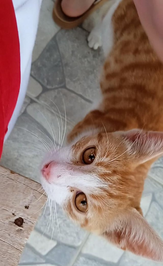 Cheezburger Image 10615460608