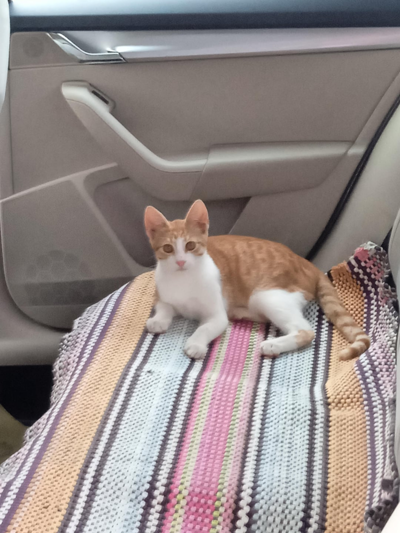 Cheezburger Image 10615462912