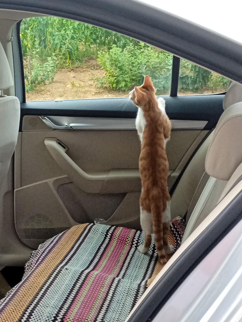 Cheezburger Image 10615463424