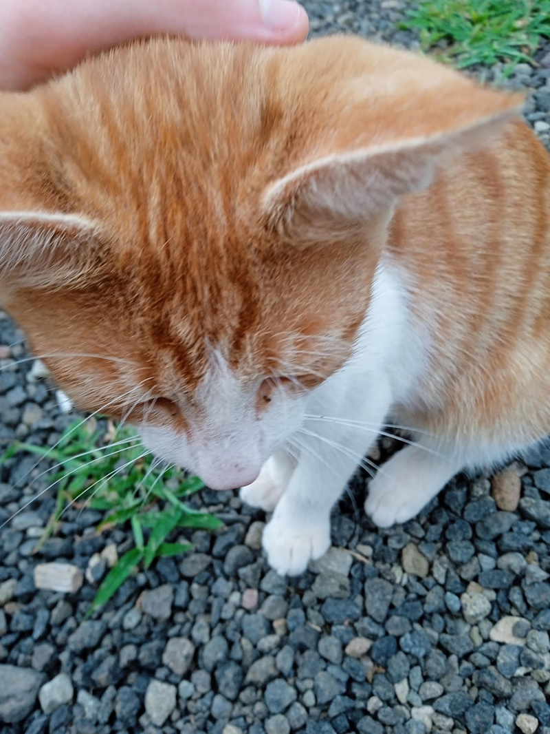 Cheezburger Image 10615463680