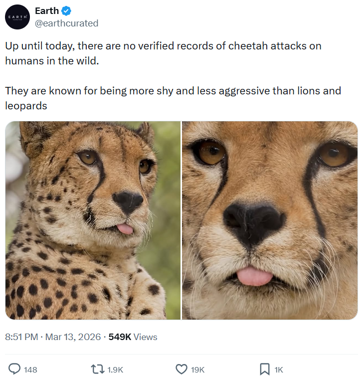 EARTH Earth @earthcurated Up until today, there are no verified records of cheetah attacks on humans in the wild. They are known for being more shy and less aggressive than lions and leopards 8:51 PM · Mar 13, 2026 549K Views 148 1.9K 19K ☐ 1K