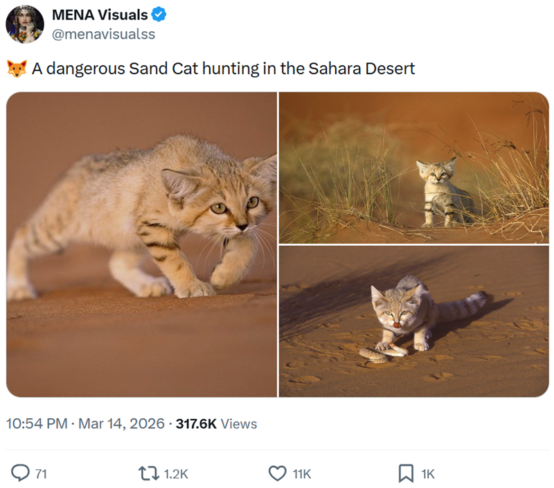 MENA Visuals @menavisualss A dangerous Sand Cat hunting in the Sahara Desert 10:54 PM · Mar 14, 2026 .317.6K Views 71 1.2K 11K ☐ 1K