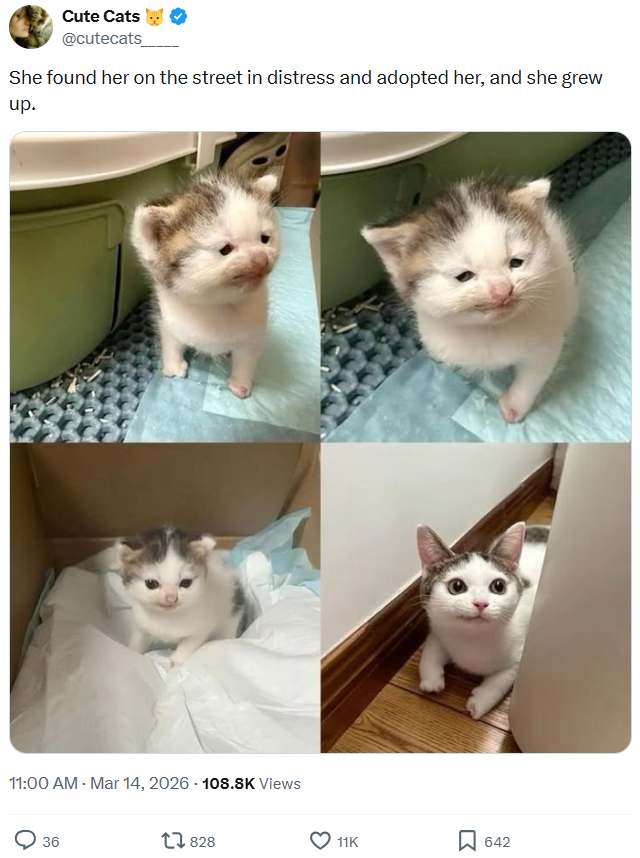 Cute Cats @cutecats She found her on the street in distress and adopted her, and she grew up. 11:00 AM - Mar 14, 2026 -108.8K Views 36 1828 11K , 642