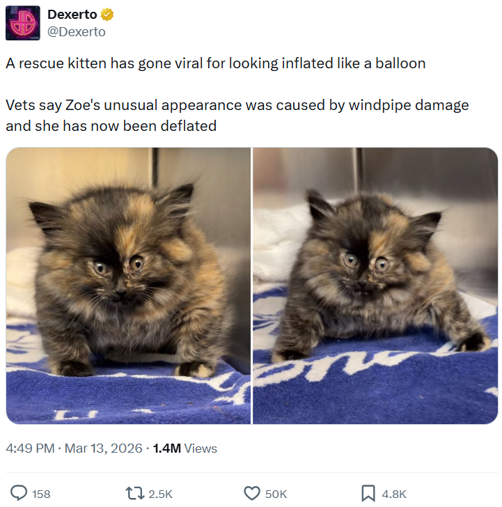 Dexerto @Dexerto A rescue kitten has gone viral for looking inflated like a balloon Vets say Zoe's unusual appearance was caused by windpipe damage and she has now been deflated 4:49 PM · Mar 13, 2026 1.4M Views 158 2.5K 50K 4.8K