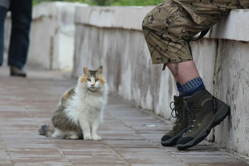 Picture of a cat next to someone sitting. 