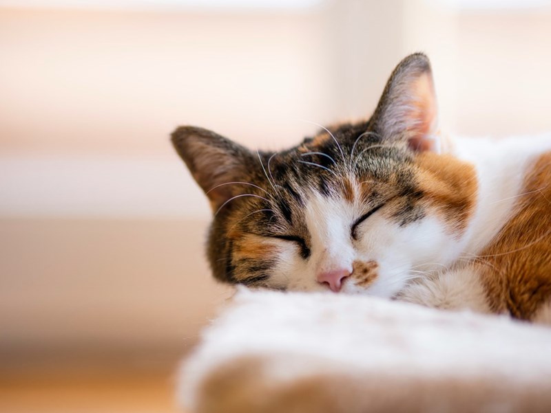 Picture of a cute cat sleeping. 