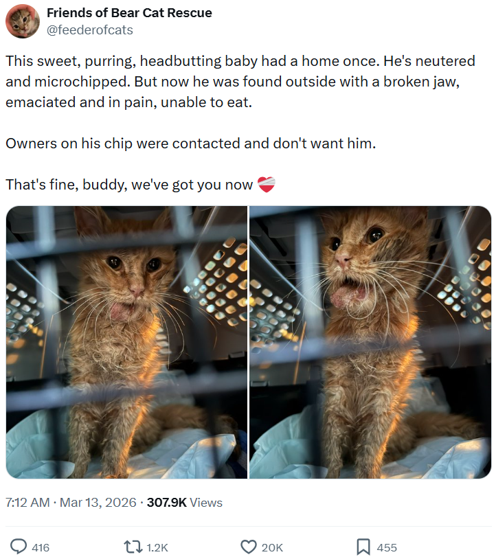 Friends of Bear Cat Rescue @feederofcats This sweet, purring, headbutting baby had a home once. He's neutered and microchipped. But now he was found outside with a broken jaw, emaciated and in pain, unable to eat. Owners on his chip were contacted and don't want him. That's fine, buddy, we've got you now 7:12 AM · Mar 13, 2026 307.9K Views 416 1.2K 20K 455